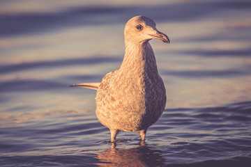 White seagulls over Baltic Sea in Poland