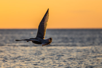 White seagulls over Baltic Sea in Poland