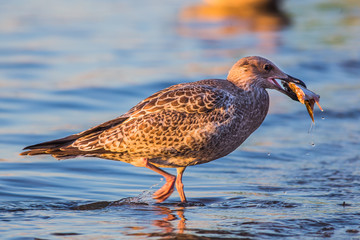 White seagulls over Baltic Sea in Poland