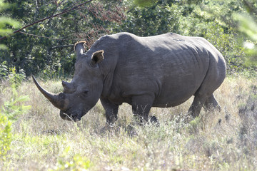 White Rhino, South Africa