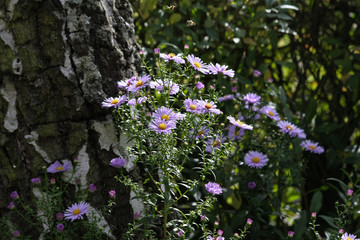 Herbstastern im Naturgarten