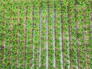 coconut agriculture farm top view taking shot from drone