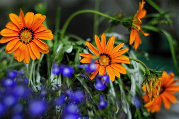 Beautiful orang flowers. Gerbera, chamomile.