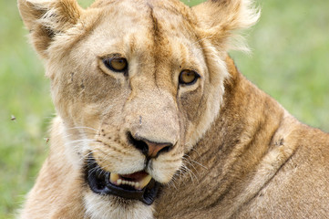 Fototapeta premium African lioness