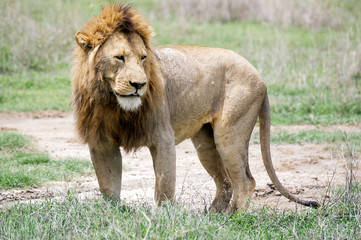 African lion (Panthera leo)