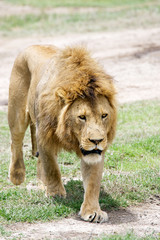 African lion (Panthera leo)