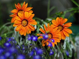 Beautiful orang flowers. Gerbera, chamomile.