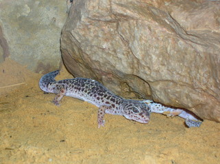Echse
