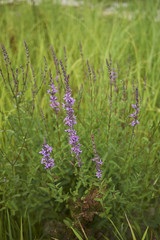 Lythrum salicaria