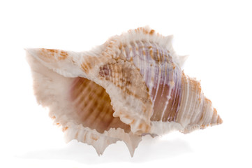Obraz na płótnie Canvas Sea shell on white background