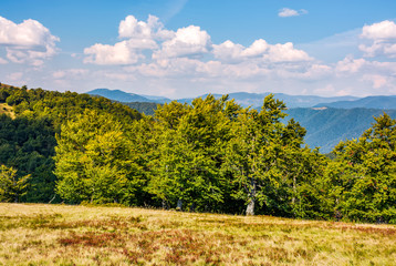 Fototapeta premium beech forest on grassy meadow in high mountains