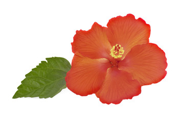 Fototapeta premium hibiscus isolated on white background