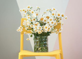 Bouquet of beautiful chamomiles in vase on yellow chair, against color background