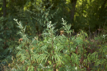Artemisia vulgaris