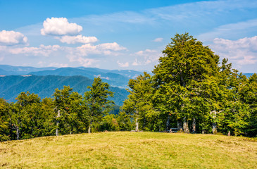 ancient beech forest on grassy meadow in mountains