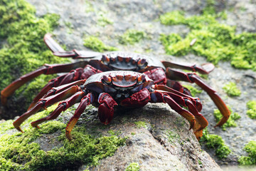 TIERE_2374_rote_Klippenkrabbe