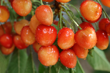 Branch with sweet cherries, close up