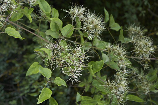 Clematis Vitalba 