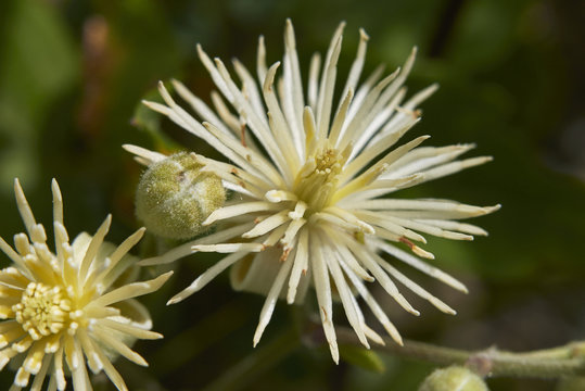 Clematis Vitalba Inflorescence