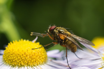 Fly on the flower