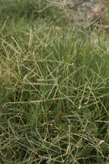 Cynodon dactylon