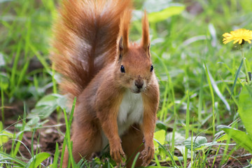 Squirrel in a forest