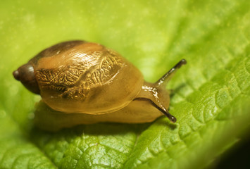 Small transparent snail