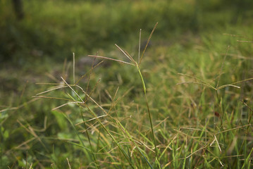 Cynodon dactylon