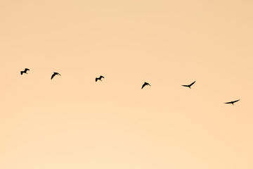 silhouette group of birds flying - vintage style