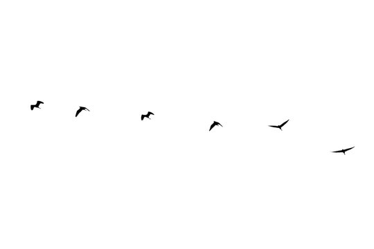 silhouette group of birds isolated on white background