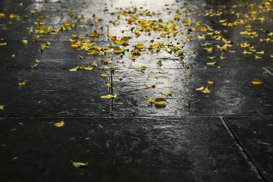 Alley with fallen leaves after rain