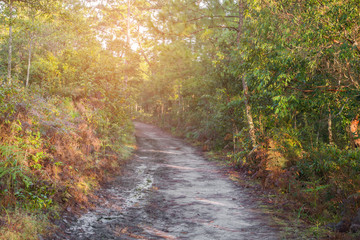 Walkway with tree in wild, Beauty nature scene.