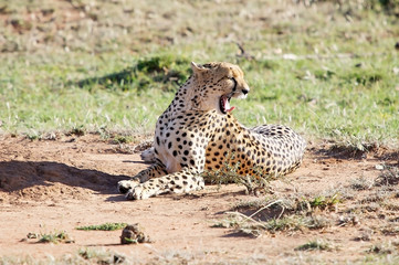 Cheetah (Acinonyx jubatus)