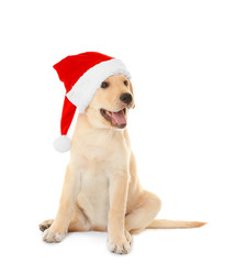 Cute dog in Santa Claus hat on white background