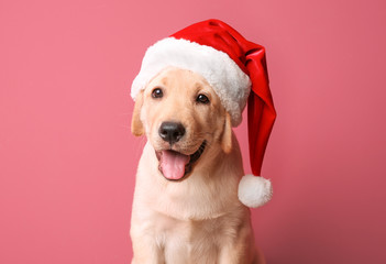 Cute dog in Santa Claus hat on color background