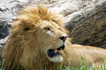 African lion (Panthera leo)