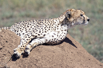 Cheetah