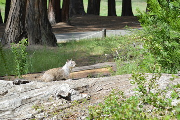 ouest americain  yosemite