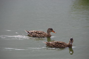 La balade des canards de saint trojan
