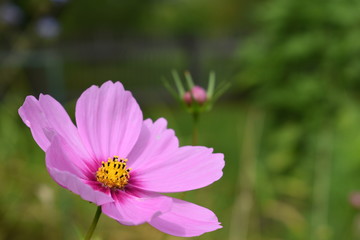 Obraz premium Pinke Kosmos blume