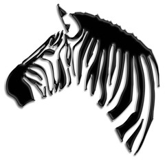 Zebra (Equus burchellii)