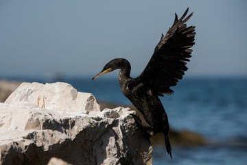 European Shag, Cormorant, Phalacrocorax aristotelis