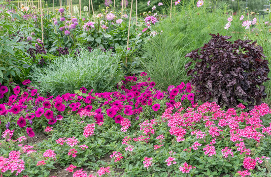 border of flowers / Flowerbed with pink flowering flowers and lawn 