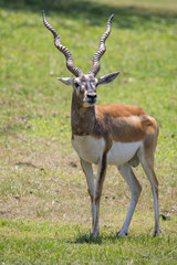 Image of impala male (Aepyceros melampus) on nature background. Wild Animals.