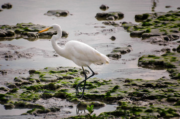 White egret with water background