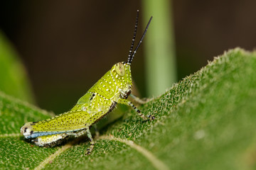 Image of green grasshopper(Acrididae) on green leaves. Insect Animal