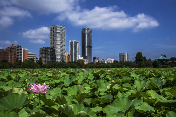 Fototapeta premium 不忍池の蓮、遠景