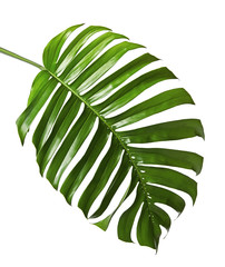 Monstera deliciosa leaf or Swiss cheese plant, isolated on white background with clipping path