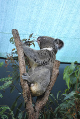 Fototapeta premium Fluffy Koala is pulling eucalyptus branch under the canopy