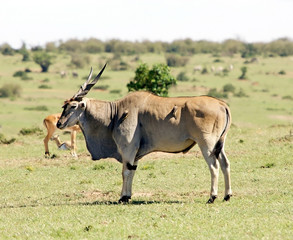 Common Eland (Tragelaphus or Taurotragus oryx)